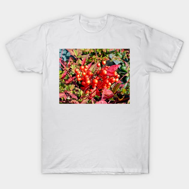 Red Berries in Fall T-Shirt by bobmeyers